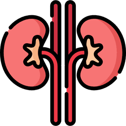 /uploads/kidney_3_1908f5c4a0.png