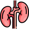 kidney (2).png