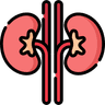 kidney (3).png